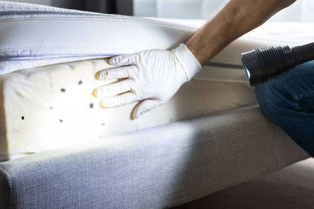 Best Pest Removal Services  in Oak Park, IL