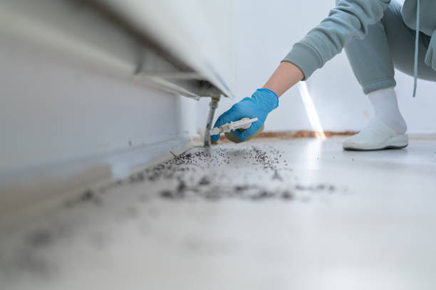 Best Flea Control Services  in Oak Park, IL